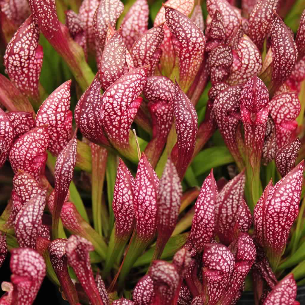 Heirloom Non-GMO Scarlet Sarracenia Carnivorous Plant Seeds for Planting – Unique Insect-Trapping Garden Plants - Non-GMO for planting in home garden